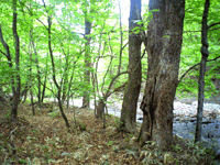 川沿いの森林